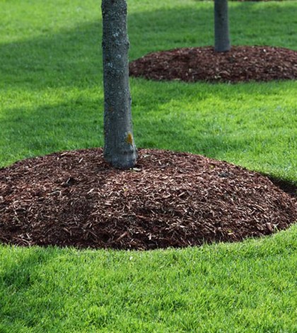 mulching tree branches