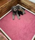 pink bed for cute doggy