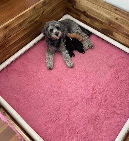 pink bed for cute doggy